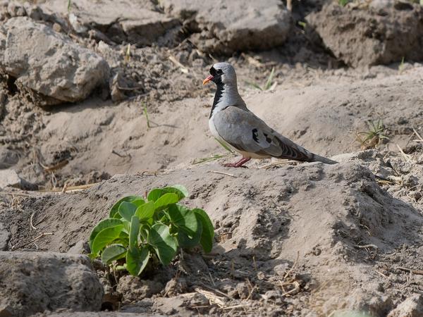 <h3><a href="/trips/gambia/biota/animalia/chordata/aves/026 columbiformes/001 columbidae/oena capensis/oena capensis-nl.html">Oena&nbsp;capensis</a> / Namaqua&nbsp;dove / Maskerduif</h3>OM-1 Mark II met OLYMPUS M.150-400mm F4.5, 1/2000 sec  bij F5.0, ISO 640, afstand 23.1&nbsp;m
